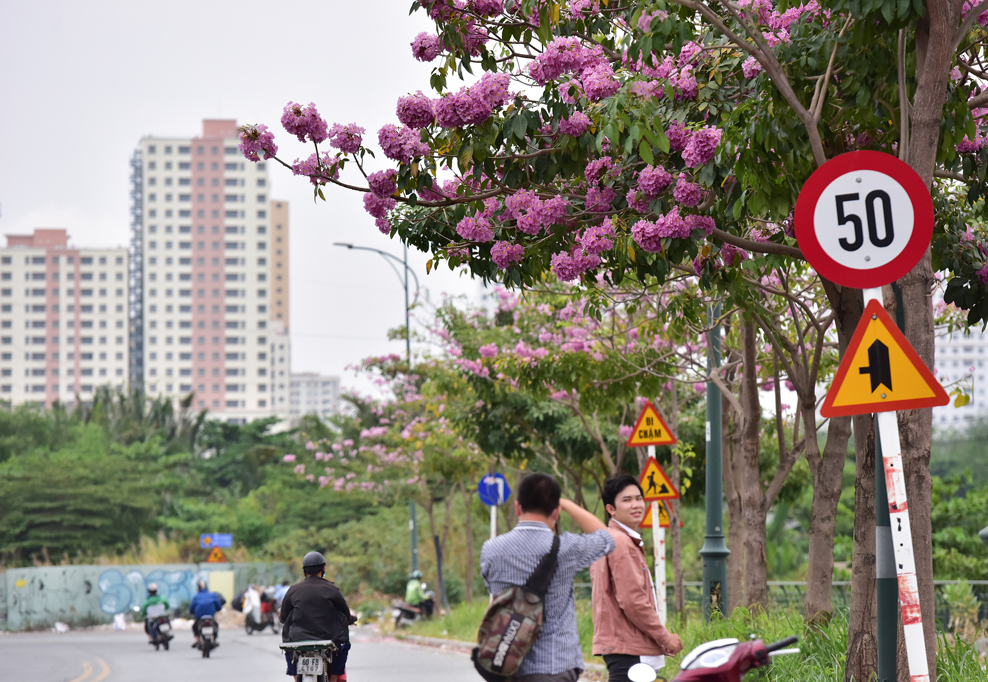 Be in awe of the picturesque sky of pink trumpets on the streets of Ho Chi Minh City - 19