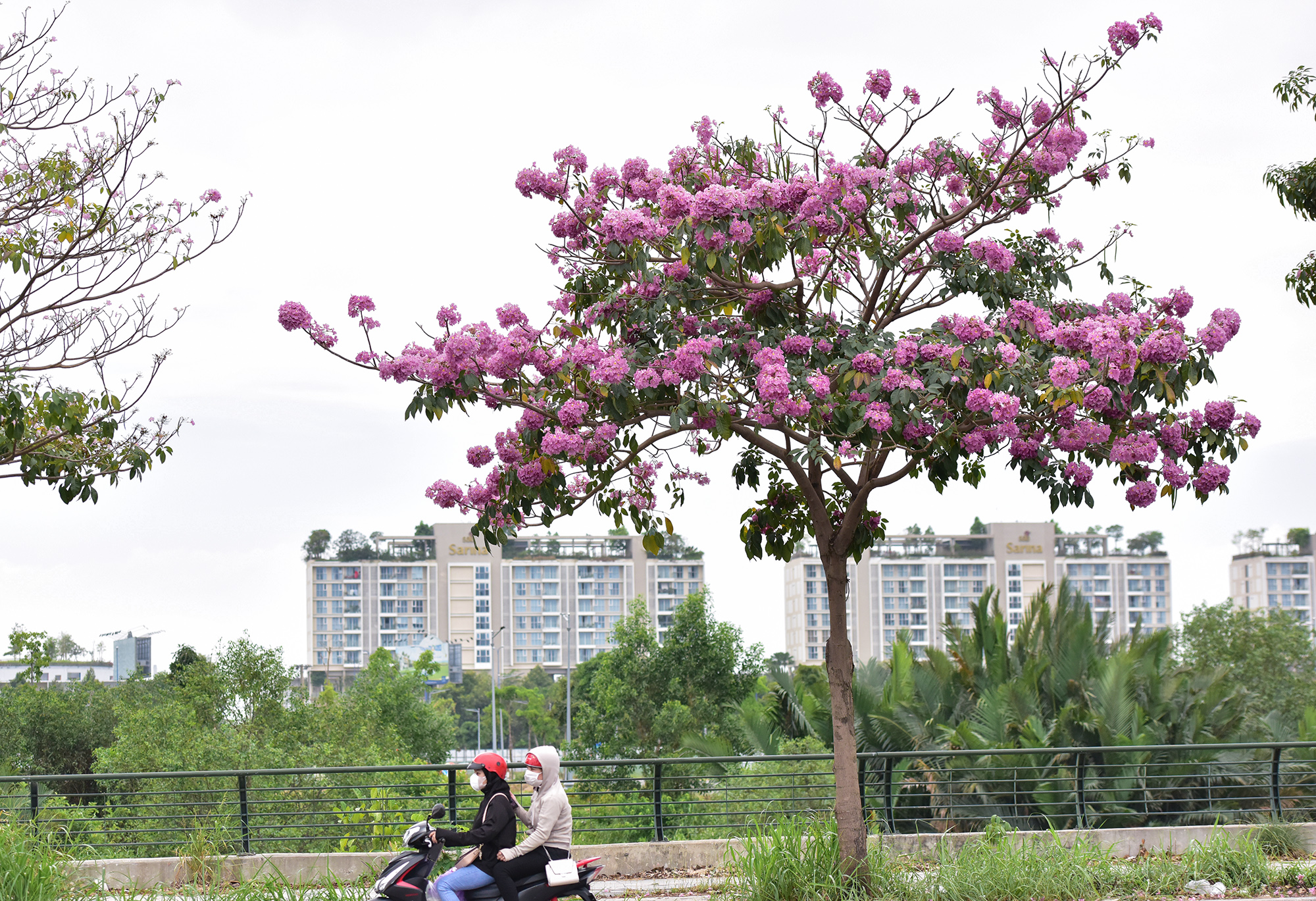 Be in awe of the picturesque sky of pink trumpets on the streets of Ho Chi Minh City - 20