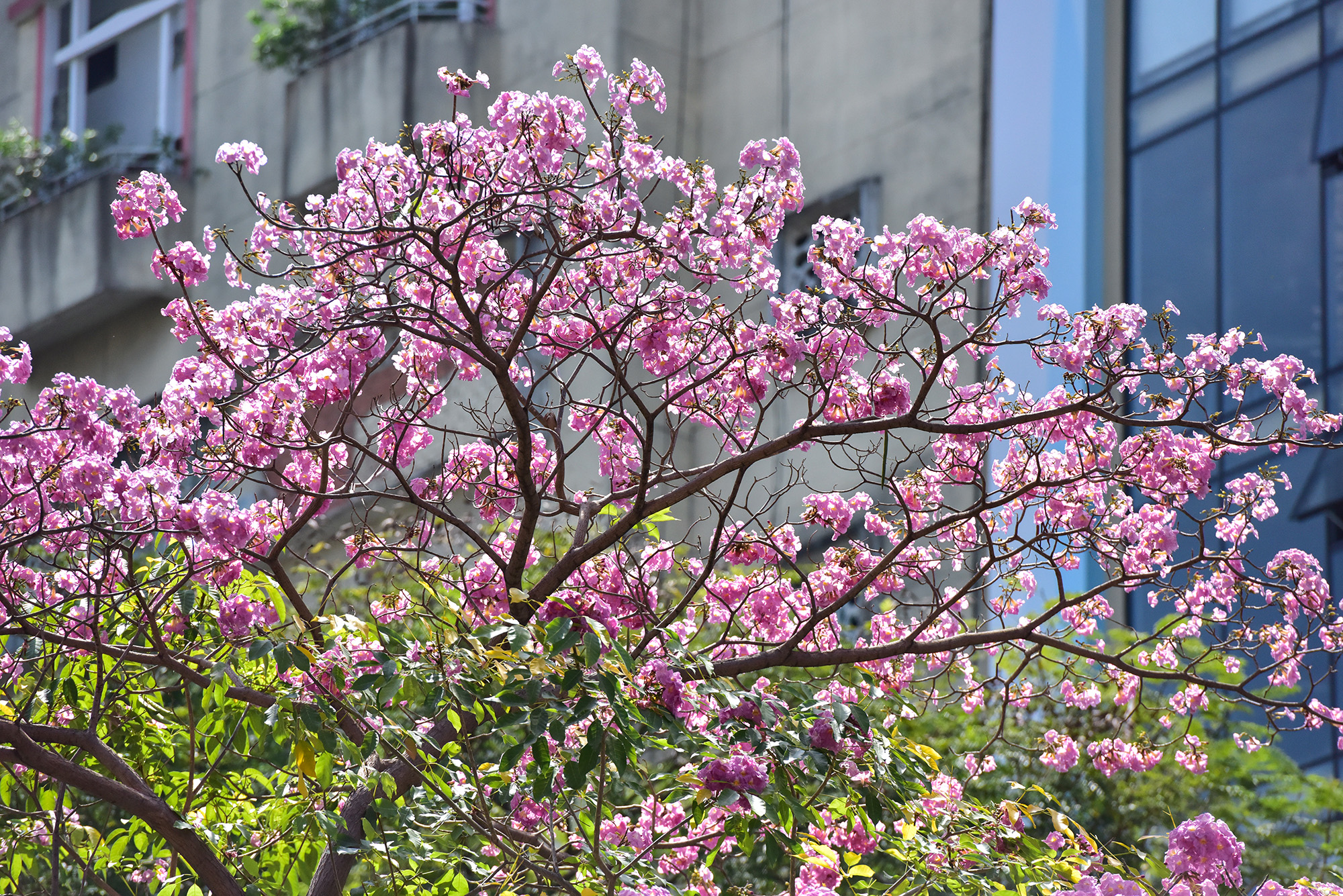 Be in awe of the picturesque sky of pink trumpets on the streets of Ho Chi Minh City - 8
