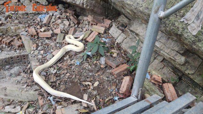 Bạch xà bất ngờ xuất hiện tại đền Mẫu Ninh Bình - Ảnh: Tri thức & Cuộc sống