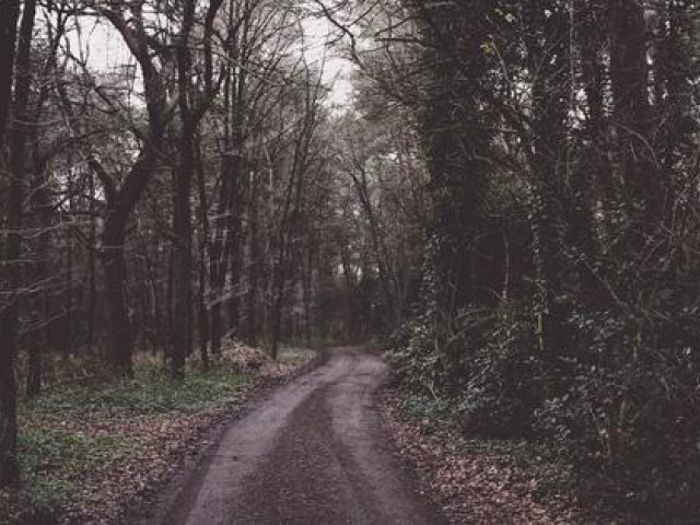 Pháp luật - Bé gái 12 tuổi mất tích và thảm án nơi rừng sâu: Hành trình truy tìm hung thủ