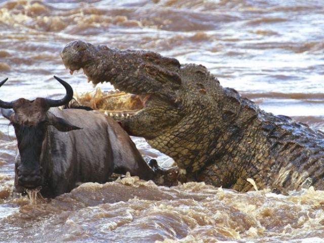 Media - Liều lĩnh uống nước trước mặt đàn "sát thủ", linh dương đầu bò bỏ mạng đau đớn