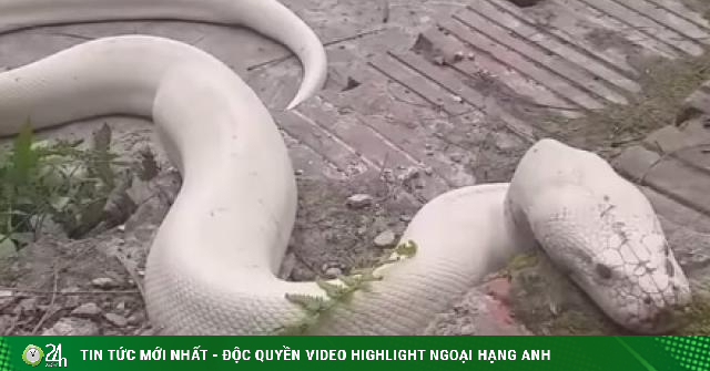 The albino python that appeared at the temple in Ninh Binh may be a genetic mutation