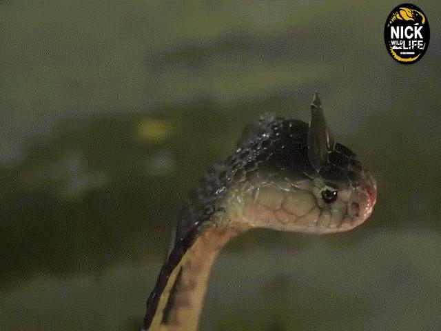 Video: Giải mã hiện tượng rắn có ”mào” trên đầu như gà