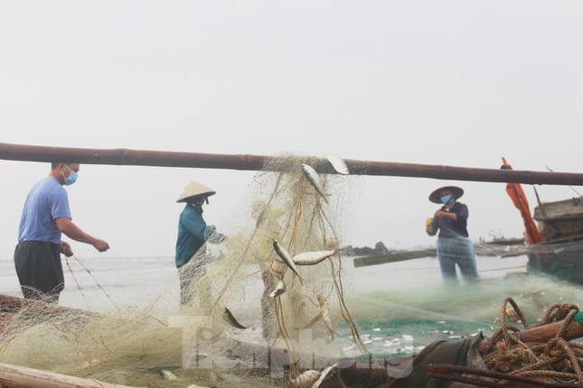 Vào mùa cá trích, ngư dân Nghệ An thu tiền triệu mỗi ngày - 4