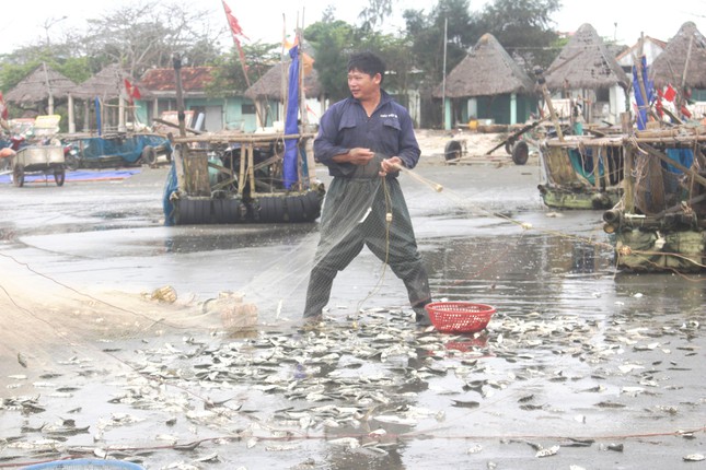 Ngư dân phấn khởi khi trúng đậm cá trích