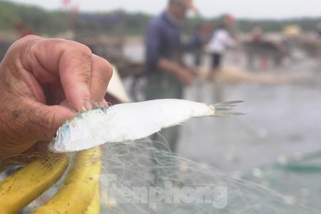 Anh Trương Xuân Long (trú xóm Kim Chi, xã Diễn Kim) cho biết: “Chuyến này tôi đánh bắt được hơn 2 tạ cá trích, giá bán cho thương lái dao động từ 12.000 – 15.000 đồng/kg. Trừ chi phí tôi cũng lãi được gần 2 triệu đồng. Có hôm gặp may được luồng cá thì thu nhập còn cao hơn”.