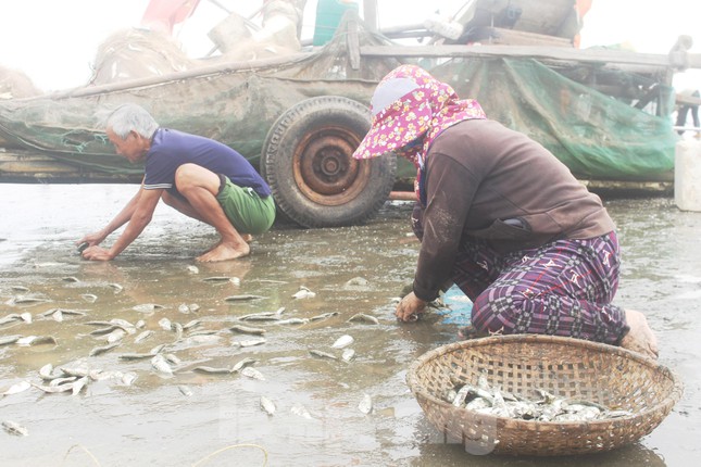 Vào mùa cá trích, ngư dân Nghệ An thu tiền triệu mỗi ngày - 6