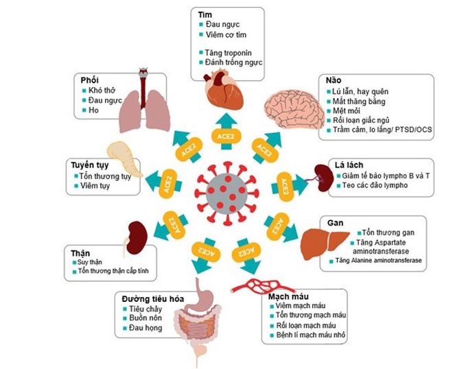 Post-Covid-19 syndrome – What you need to know to avoid long-term sequelae - 2