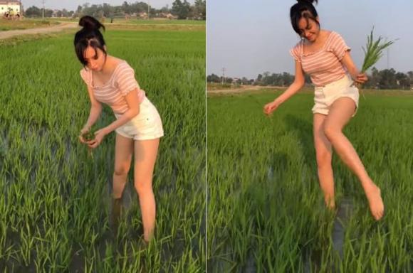 The girl who wears a 2-piece shirt to transplant rice is controversial "doing color"  on social media - 5