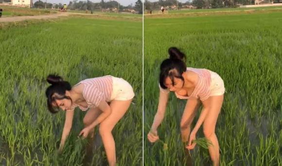 The girl who wears a 2-piece shirt to transplant rice is controversial "doing color"  on social media - 6