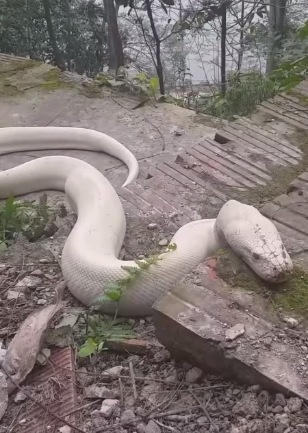 The albino python appearing at the temple in Ninh Binh may be a genetic mutation - 1