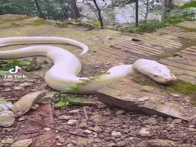 Phi thường - kỳ quặc - Vụ clip "bạch xà" xuất hiện ở Ninh Bình: Hé lộ thông tin bất ngờ