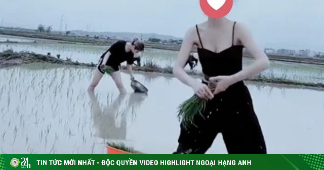 The girl wearing a 2-piece shirt to plant rice controversially “makes color” on MXH-Fashion