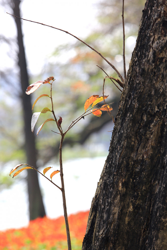 The heartbreaking beauty of Hanoi in the season when the trees change leaves - 5