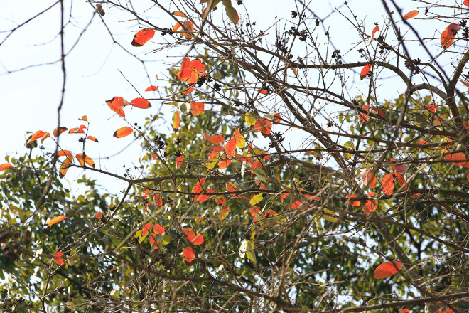 The heartbreaking beauty of Hanoi in the season when the trees change leaves - 6