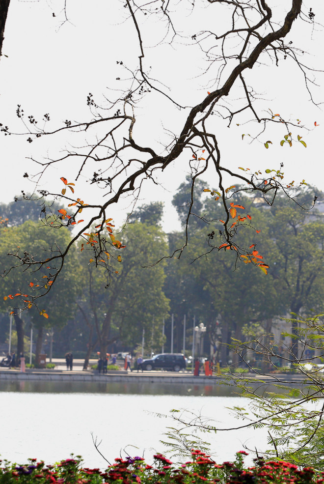 The heartbreaking beauty of Hanoi in the season when the trees change leaves - 7
