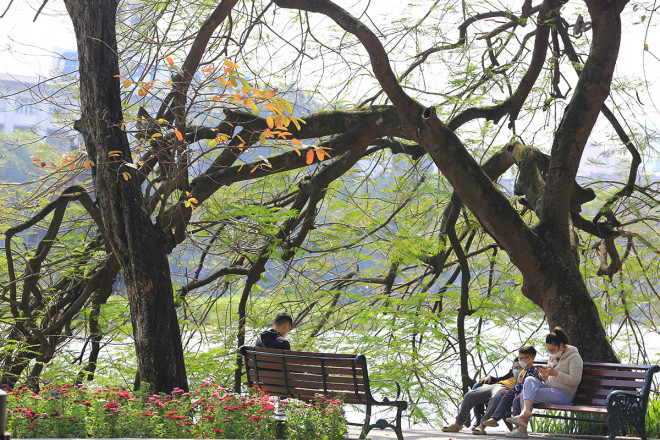 The heartbreaking beauty of Hanoi in the season when the trees change leaves - 8