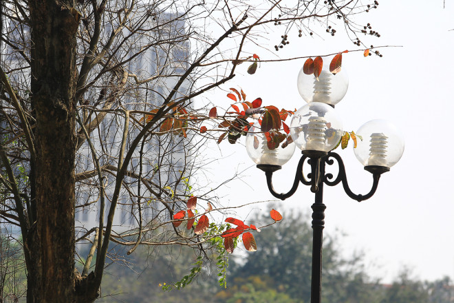 The heartbreaking beauty of Hanoi in the season when the trees change leaves - 11