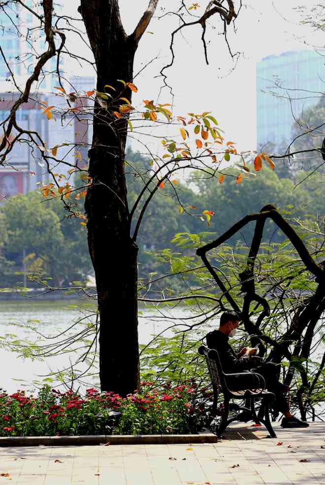 The heartbreaking beauty of Hanoi in the season when the trees change leaves - 10