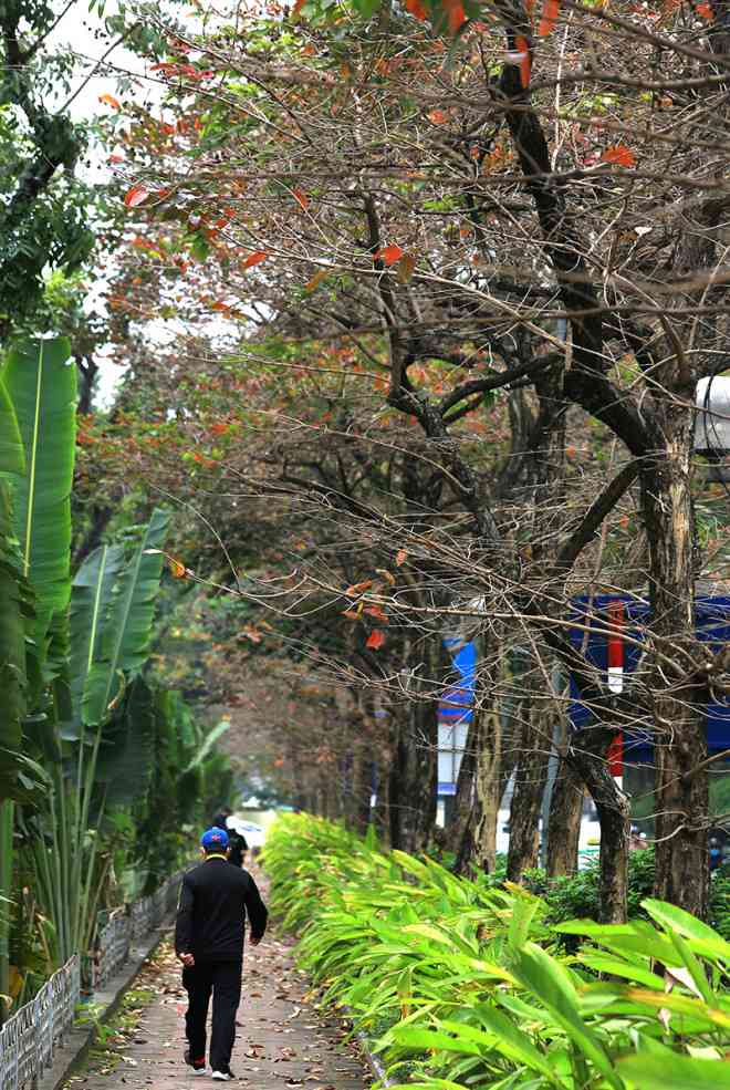 The heartbreaking beauty of Hanoi in the season when the trees change leaves - 12