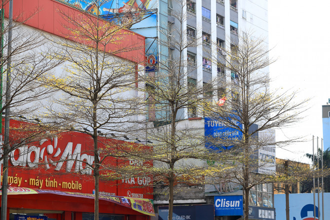 The heartbreaking beauty of Hanoi in the season when the trees change leaves - 13