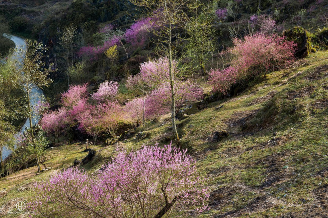 Late blooming peach blossom season in Ha Giang rocky plateau - 4