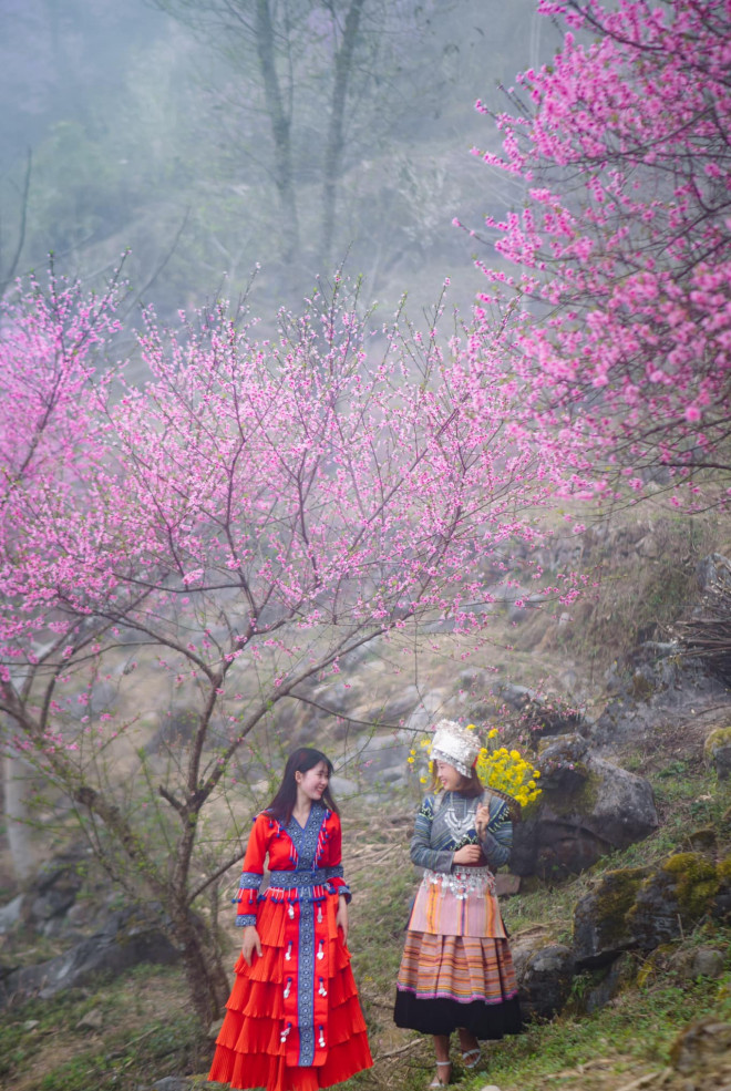 Late blooming peach blossom season in Ha Giang rocky plateau - 5
