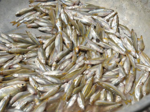 Loại cá ”nhà nghèo” xưa rẻ bèo ở Việt Nam, nay bắt về bán 250.000/kg
