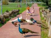 Kinh doanh - Chim công, vịt trời, thiên nga làm tổ và đi lại tự do trong khu đô thị Ecopark