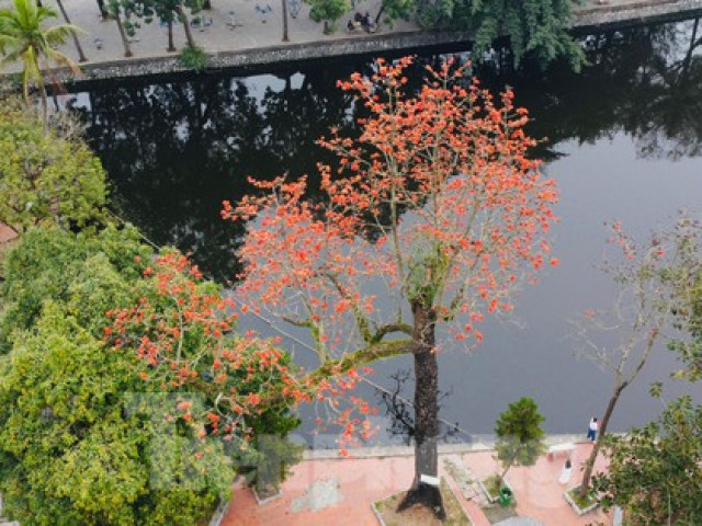 Tin tức trong ngày - Hoa gạo "thắp lửa" trong ngôi chùa nghìn tuổi ở Hà Nội