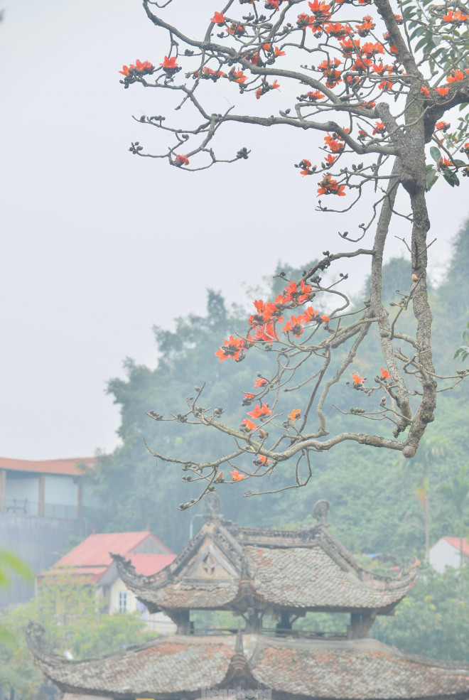 Hoa gạo "thắp lửa" trong ngôi chùa nghìn tuổi ở Hà Nội - 5