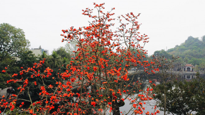 Hoa gạo "thắp lửa" trong ngôi chùa nghìn tuổi ở Hà Nội - 4