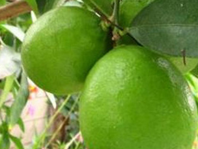 Ẩm thực - Cách bảo quản chanh tươi cả tháng không bị hỏng giúp các F0 luôn có để dùng