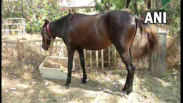 Gas prices increase but home is far from the office, an Indian rides a horse to work to save money - 1