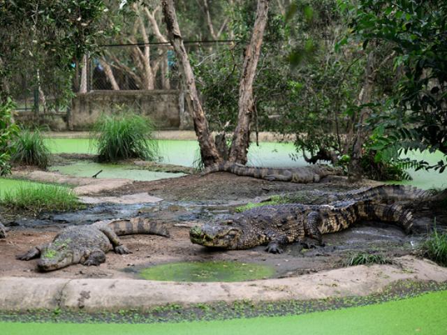 Tin tức trong ngày - "Vua đầm lầy" nặng 300kg phơi nắng, ẩn mình trên đảo nhân tạo ở TP.HCM