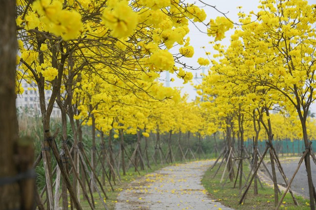 Flower road "hot"  Hanoi at the moment: It's crowded with people "check-in", pay attention to the traffic!  - first