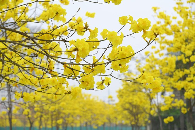 Flower road "hot"  Hanoi at the moment: It's crowded with people "check-in", pay attention to the traffic!  - 3