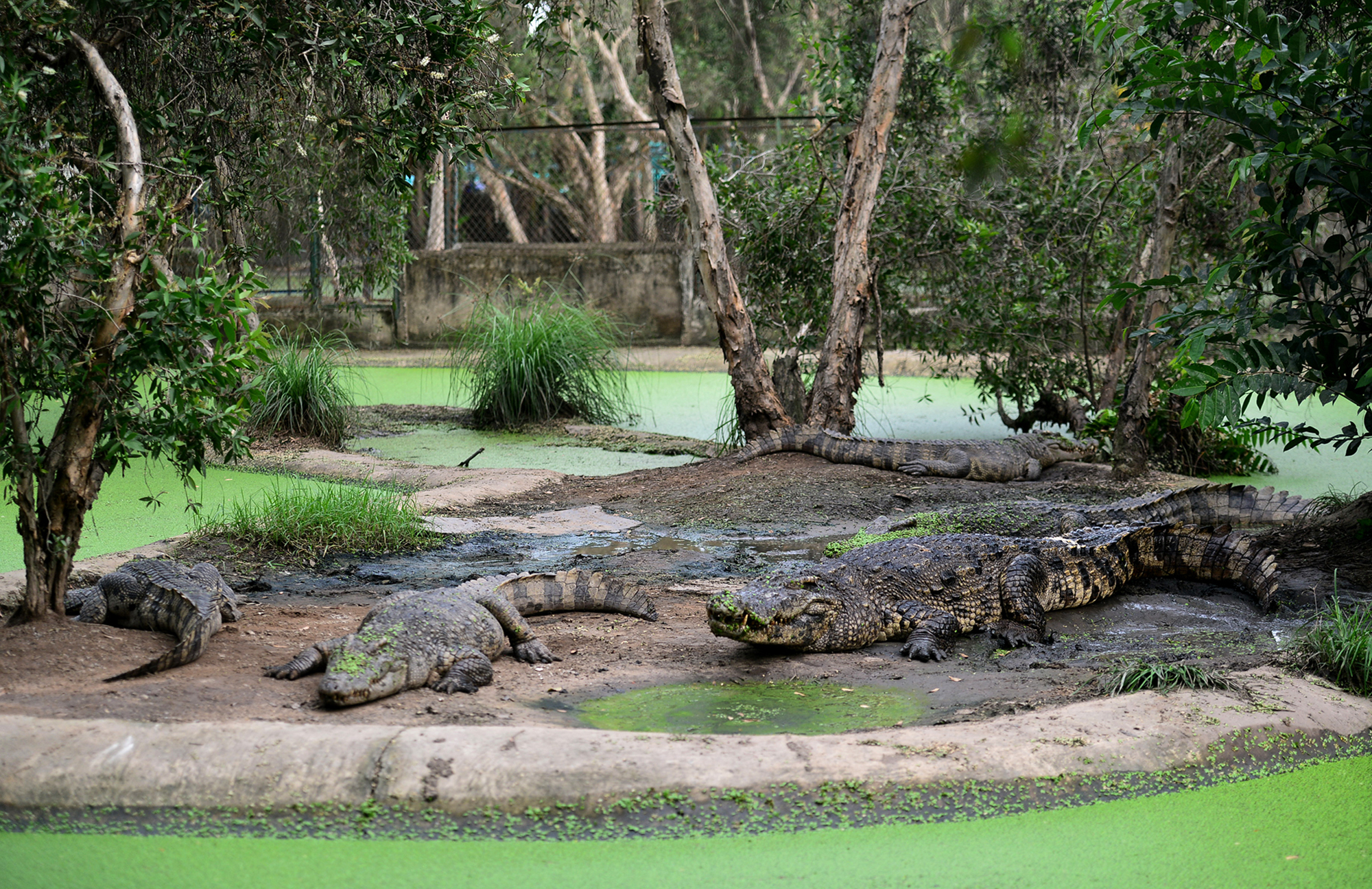 
Trang trại cá sấu với khuôn viên rộng 8.000m2 tại phường Thạnh Lộc, quận 12, TP.HCM nhiều năm nay đang nuôi gần 200 con cá sấu&nbsp;từ 20 đến gần 40 tuổi.&nbsp;Số cá này được nuôi tại 5 chuồng lớn, thiết kế đảo như một đầm lầy giống môi trường tự nhiên.