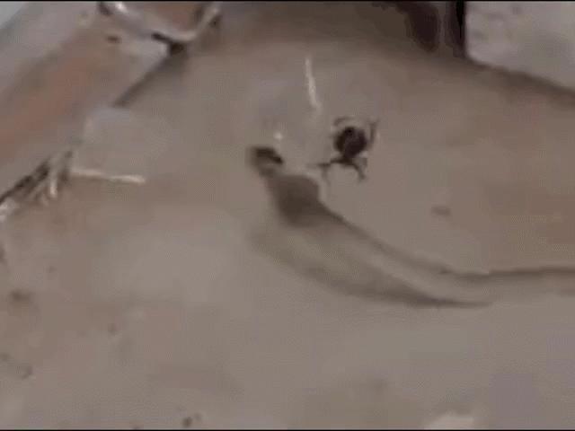 Media - Rắn độc bỏ mạng trước "thiên la địa võng" của nhện lưng đỏ