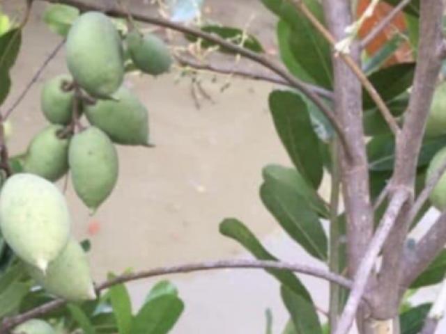 Thị trường - Tiêu dùng - Cây dại hóa "mỏ tiền", dân trồng nhàn tênh bán 200.000/kg