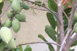 Thị trường - Tiêu dùng - Cây dại hóa "mỏ tiền", dân trồng nhàn tênh bán 200.000/kg