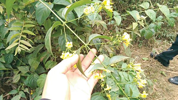 6 workers were poisoned, 1 died after a meal with wild vegetables stir-fried with bamboo shoots and leaves - 1