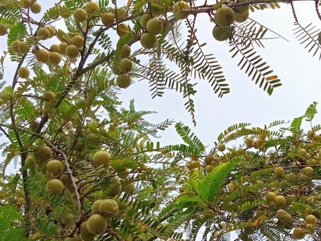 Thị trường - Tiêu dùng - Thứ mọc dại ở Việt Nam trước rụng đầy, nay hái bán 200.000 đồng/kg kiếm tiền "ngon ơ"