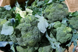 Sức khỏe đời sống - Những cách tự nhiên để giải độc cơ thể