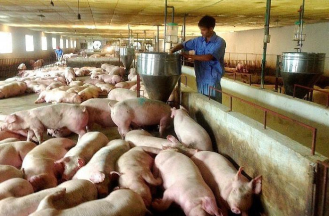 Lợn hơi liên tiếp giảm từ mức đỉnh 150 nghìn đồng/kg, nhưng giá thức ăn chăn nuôi tăng tới 10 lần, tương ứng 40% so với trước đây