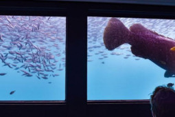 Du lịch - Khách sạn dưới nước cho phép ngắm nhìn rặng san hô vĩ đại nhất thế giới