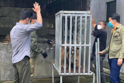 Tin tức trong ngày - Đưa 7 con hổ lúc bị bắt chưa tới 5kg giờ đã hơn nửa tạ vào Quảng Bình