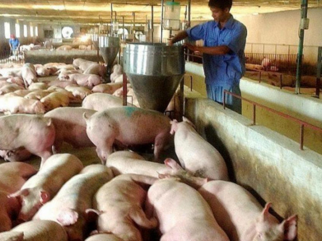 Thị trường - Tiêu dùng - Thịt lợn “ế”, giá lao dốc, vì sao không tính đến xuất khẩu?