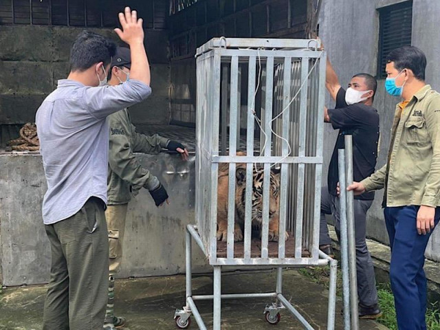 Tin tức trong ngày - Đưa 7 con hổ lúc bị bắt chưa tới 5kg giờ đã hơn nửa tạ vào Quảng Bình